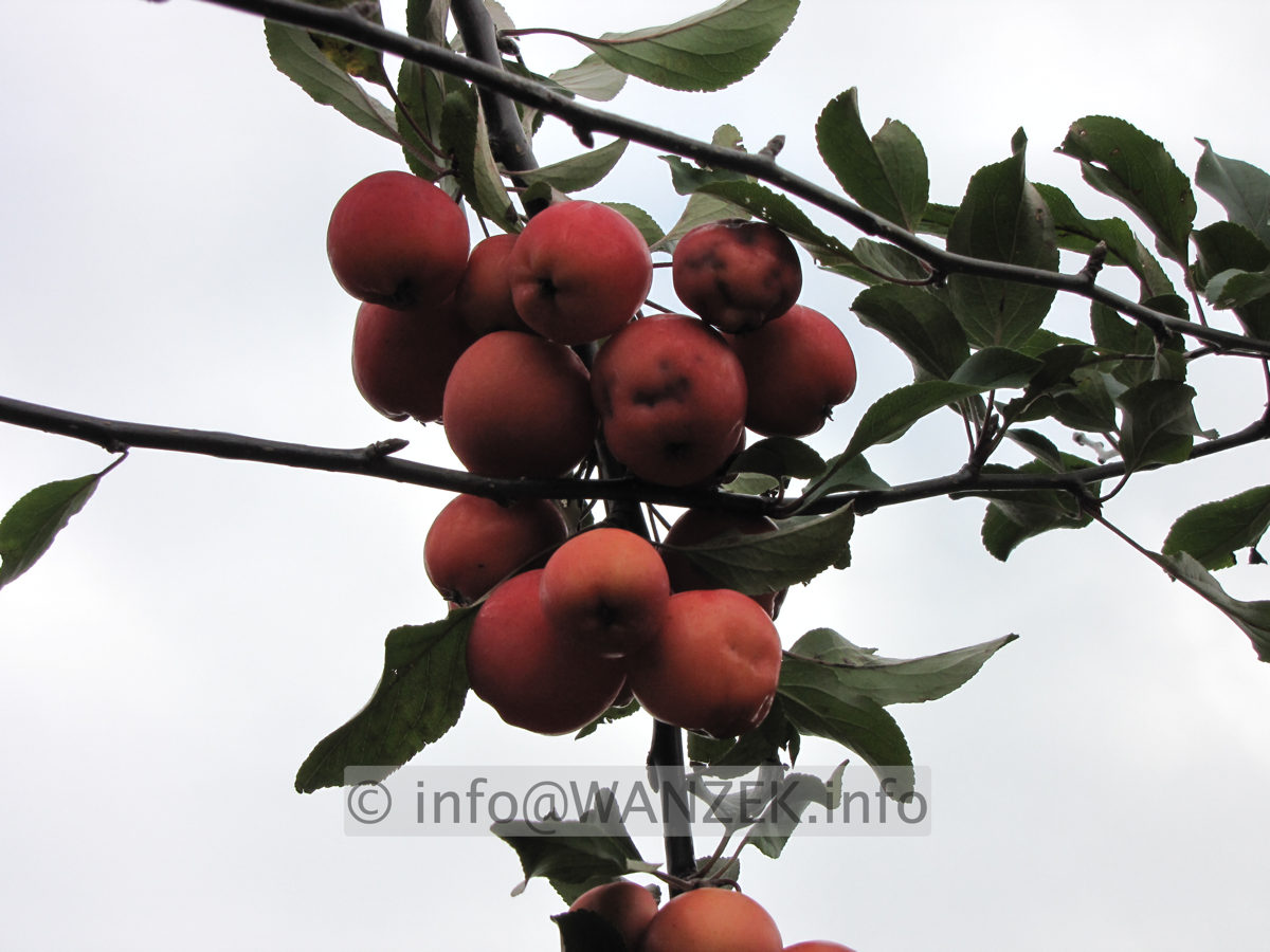 Malus Neville Copeman Fruechte 2.JPG